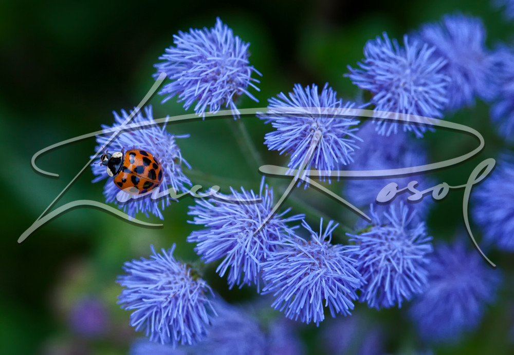 Ladybug Photography Art | Lance Rosol Fine Art Photography