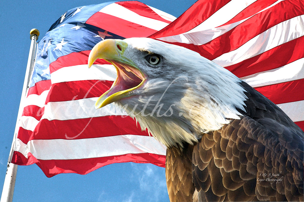 Звук орла америка. Орел свободы США. America Freedom. Eagle American symbol.