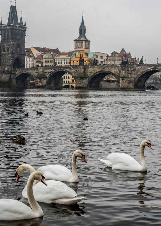 Swans of Prague looking toward the Charles Bridge - Art Print