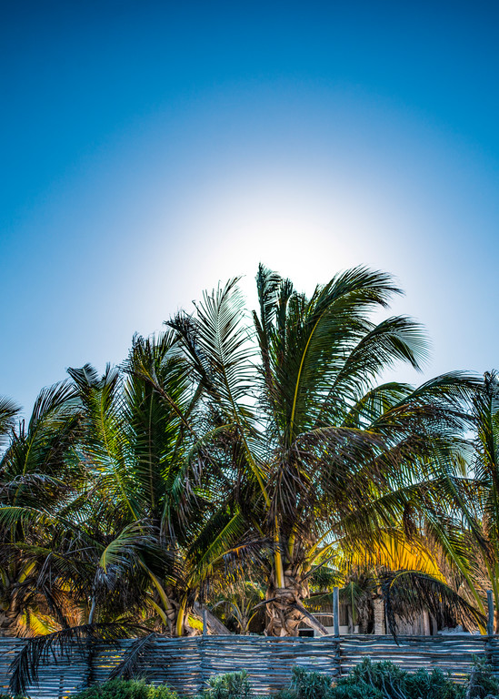 Palms in the Sun - Art Print