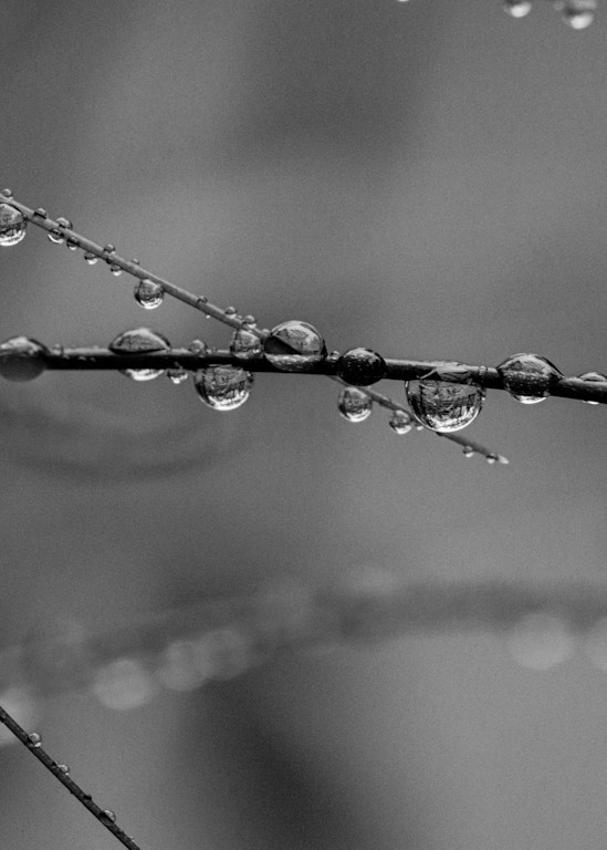 Drops In Black And White Photography Art | Tamea Travels