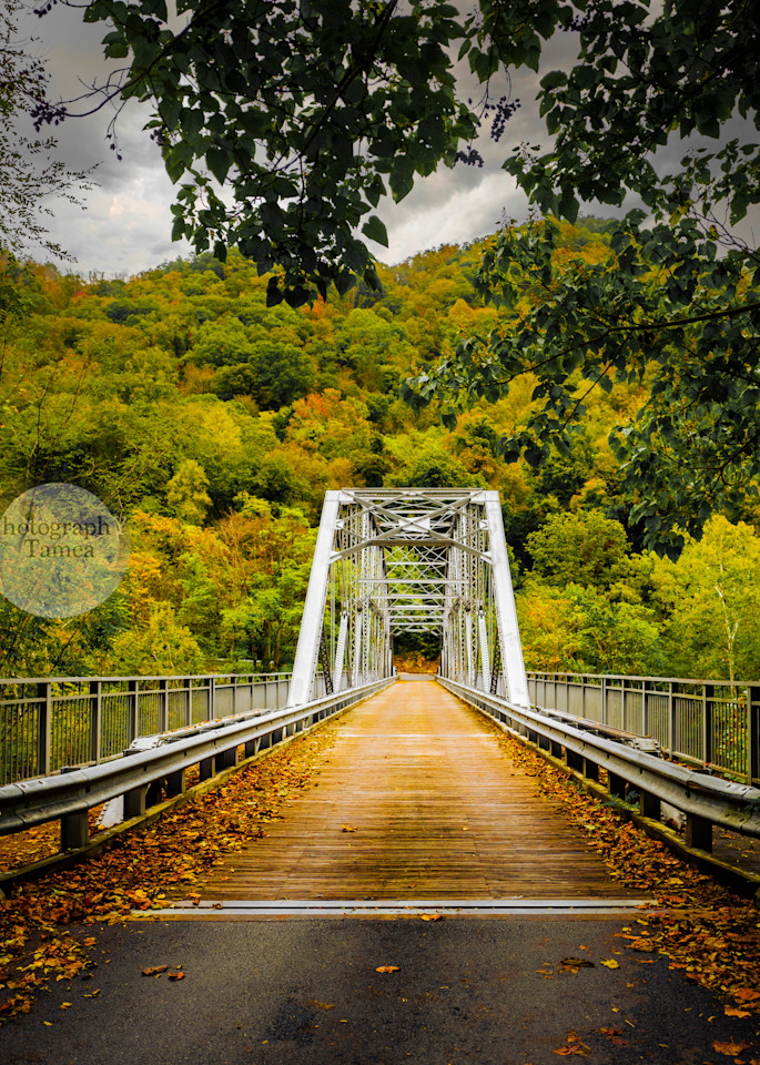 Bridge To The Trees Photography Art | Tamea Travels