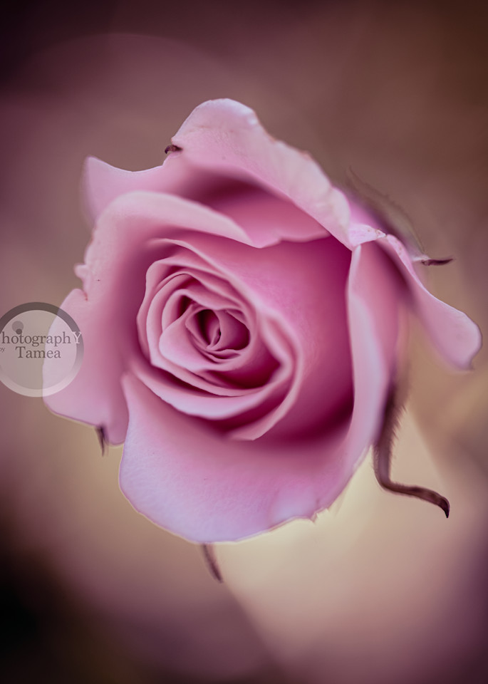 The Softness Of Nature Photography Art | Tamea Travels