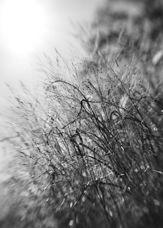 Winter Breezes In Black And White Photography Art | Tamea Travels