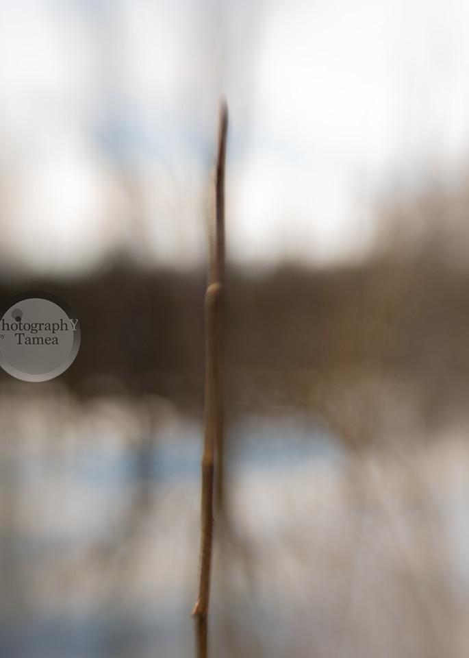 Reeds In Winter   Paint Style Photography Art | Tamea Travels