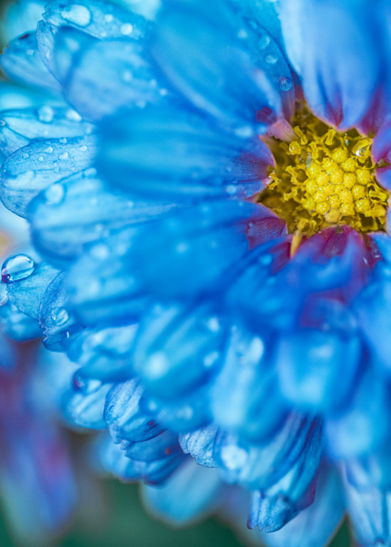 Blue Burst In The Rain Photography Art | Tamea Travels