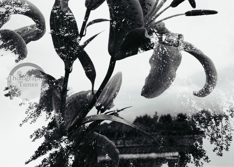 Lilies In Double   Black And White Photography Art | Tamea Travels