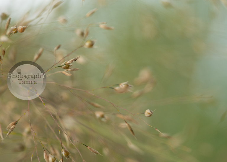 Soft Focus In The Breeze Photography Art | Tamea Travels