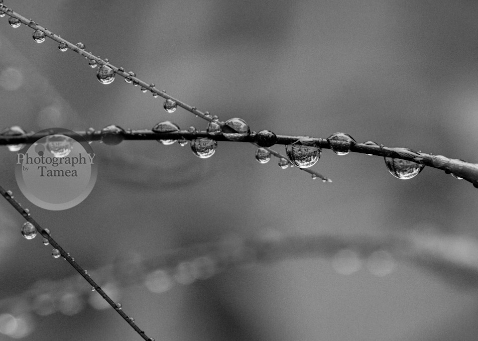 Drops In Black And White Photography Art | Tamea Travels