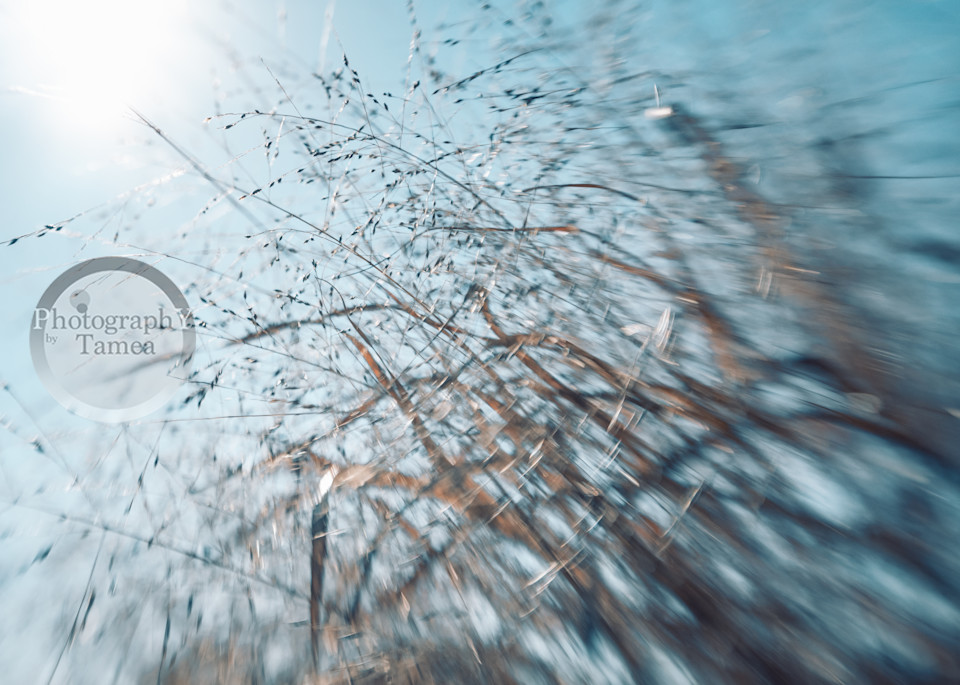 Winter Breezes To The Sun Photography Art | Tamea Travels