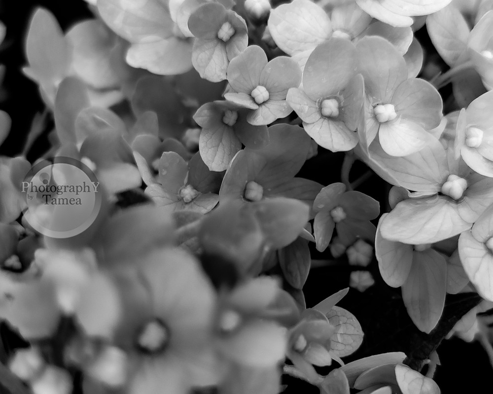 Summer In Black And White Photography Art | Tamea Travels