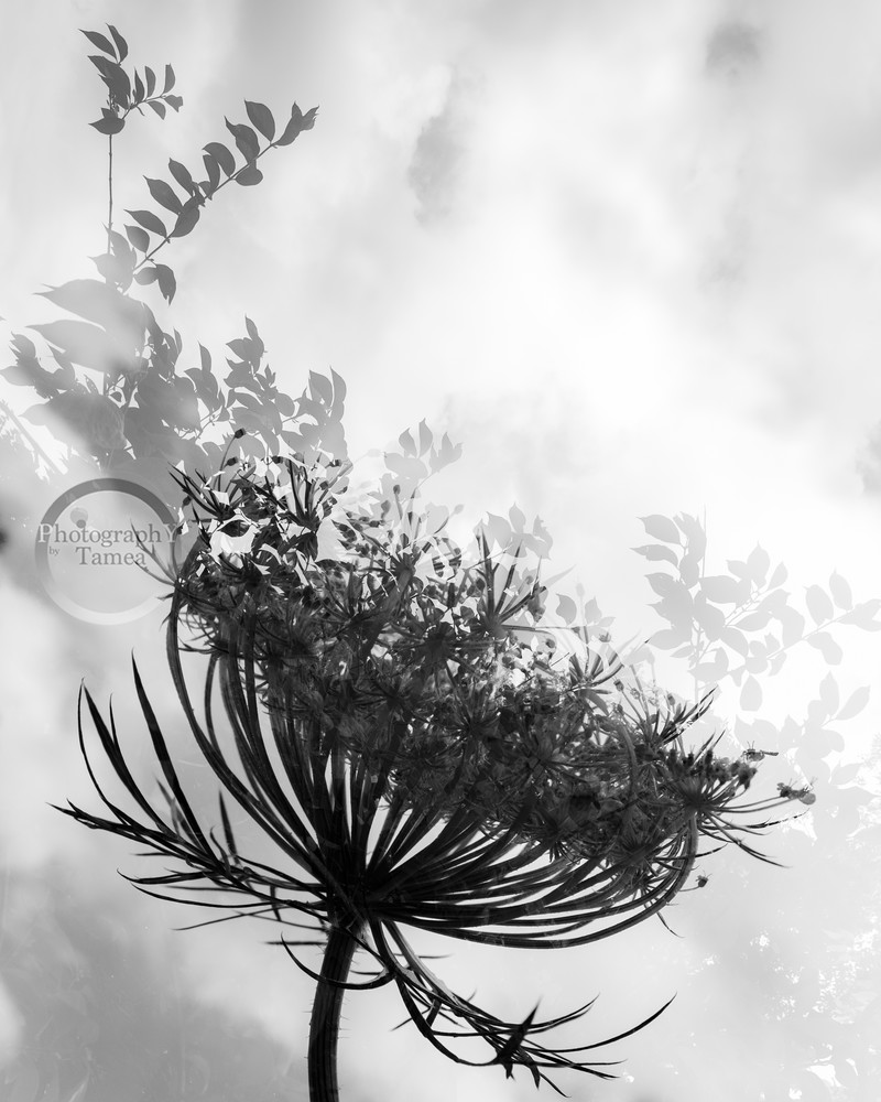 Dancing With The Clouds  Photography Art | Tamea Travels