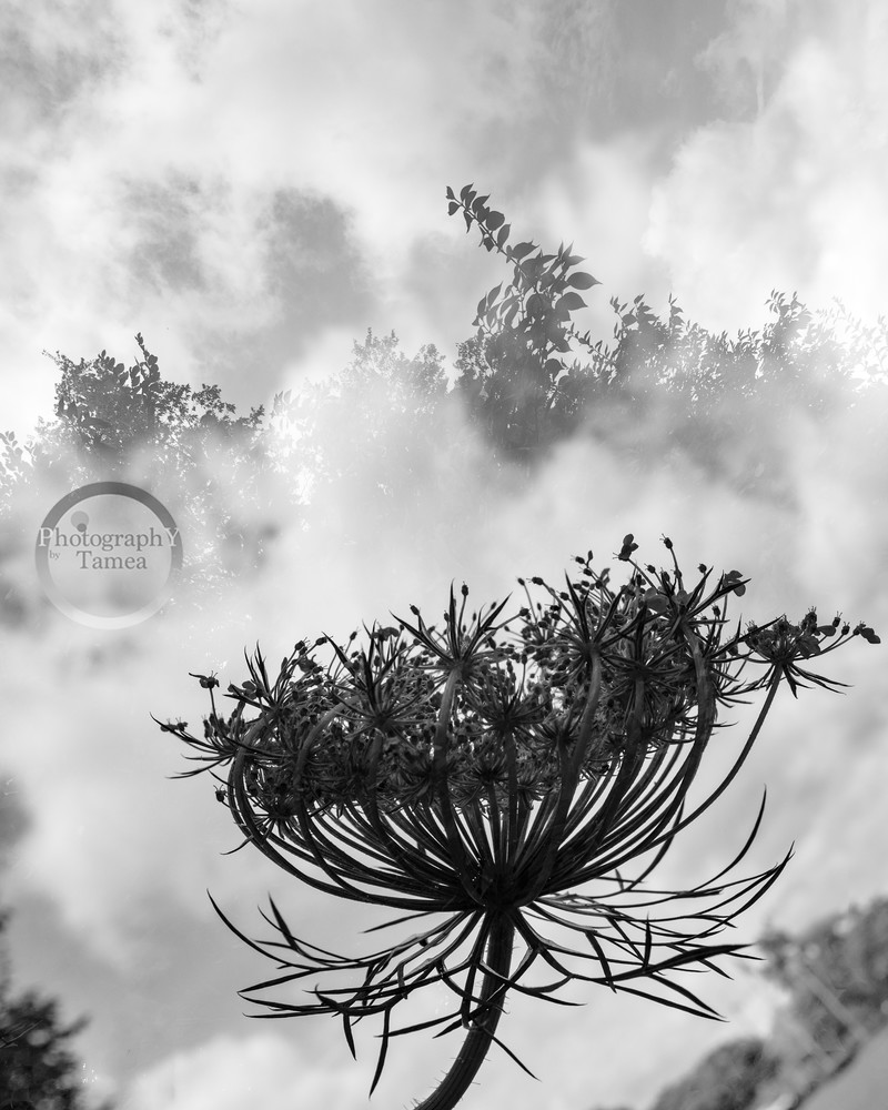 Fog To The Clouds Photography Art | Tamea Travels