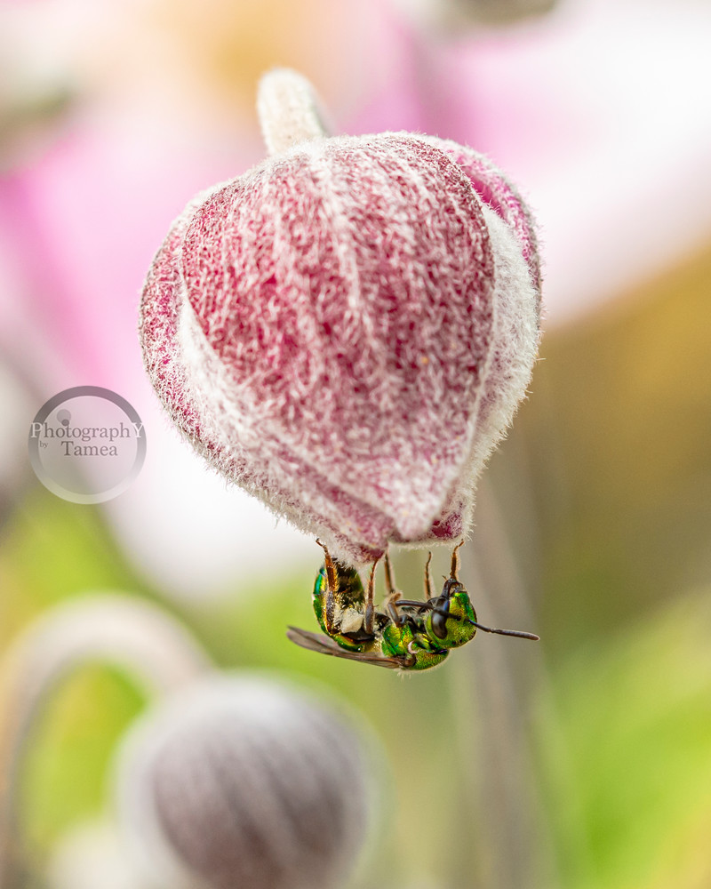 Mini Bee Photography Art | Tamea Travels