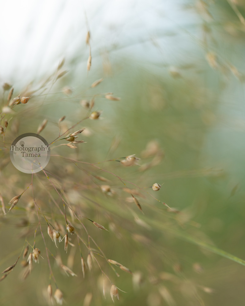 Soft Focus In The Breeze Photography Art | Tamea Travels