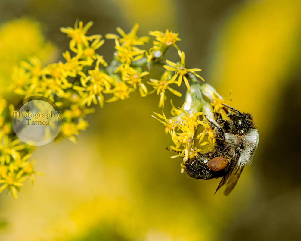 Busy Little Bee Photography Art | Tamea Travels