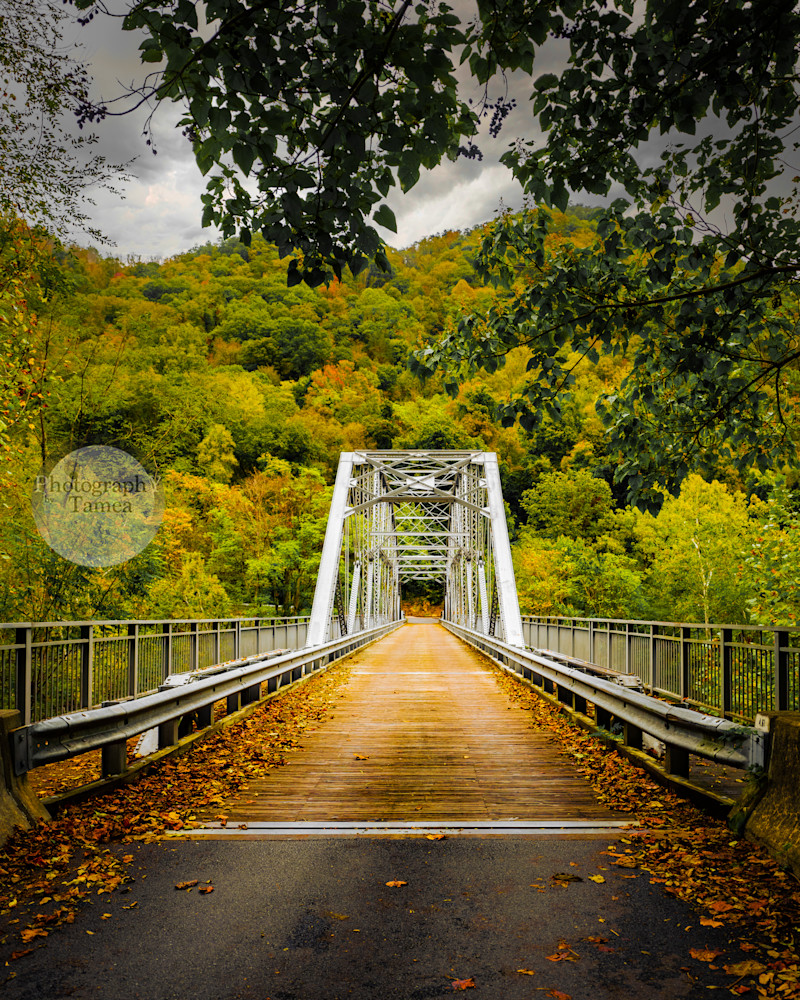 Bridge To The Trees Photography Art | Tamea Travels