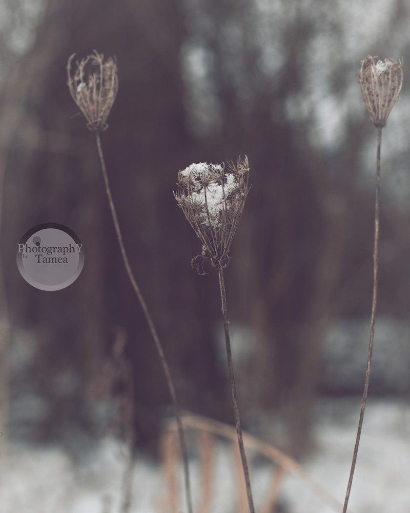 The Frost In The Reeds   Low Saturation Photography Art | Tamea Travels