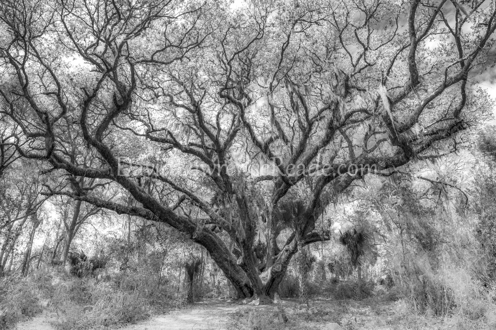 Ginormous Oak