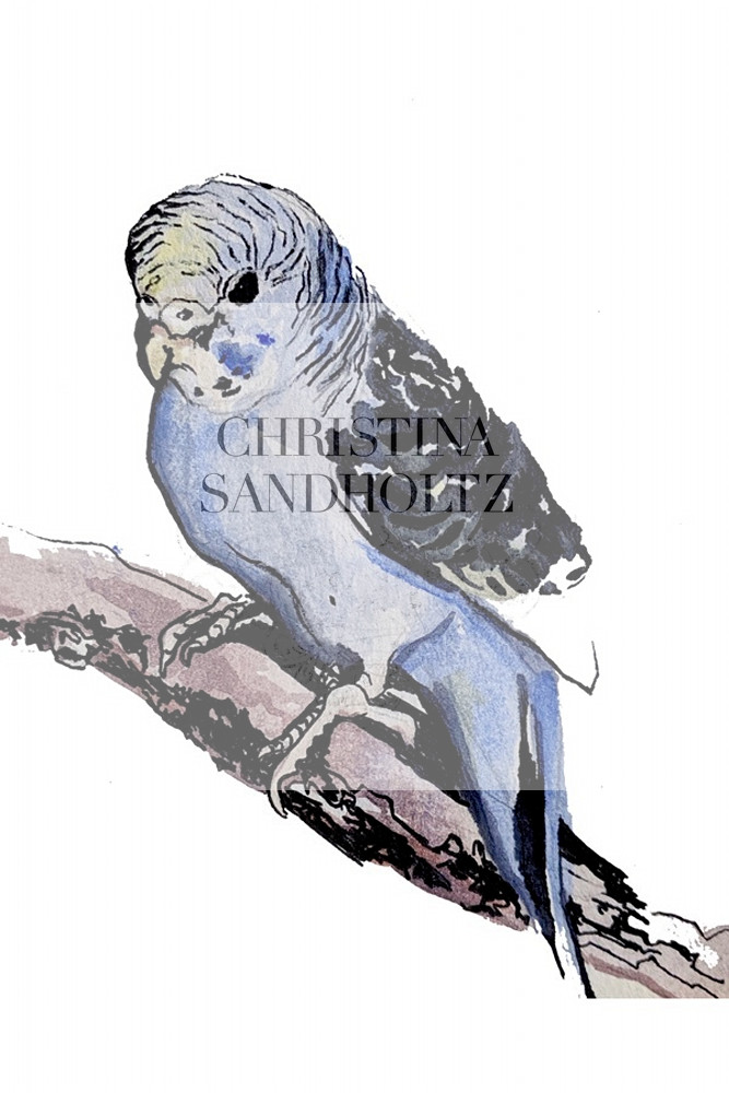 Bird Art | Christina Sandholtz Art