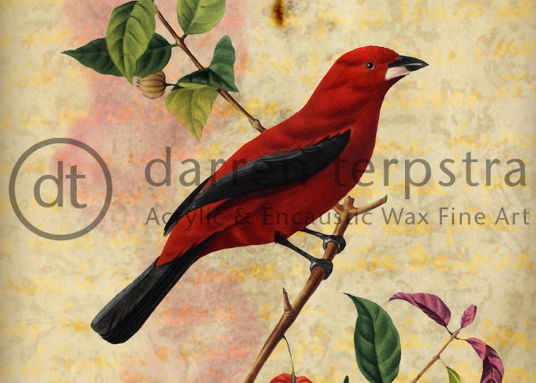 Cardinal Berry Art | Darren Terpstra Artist
