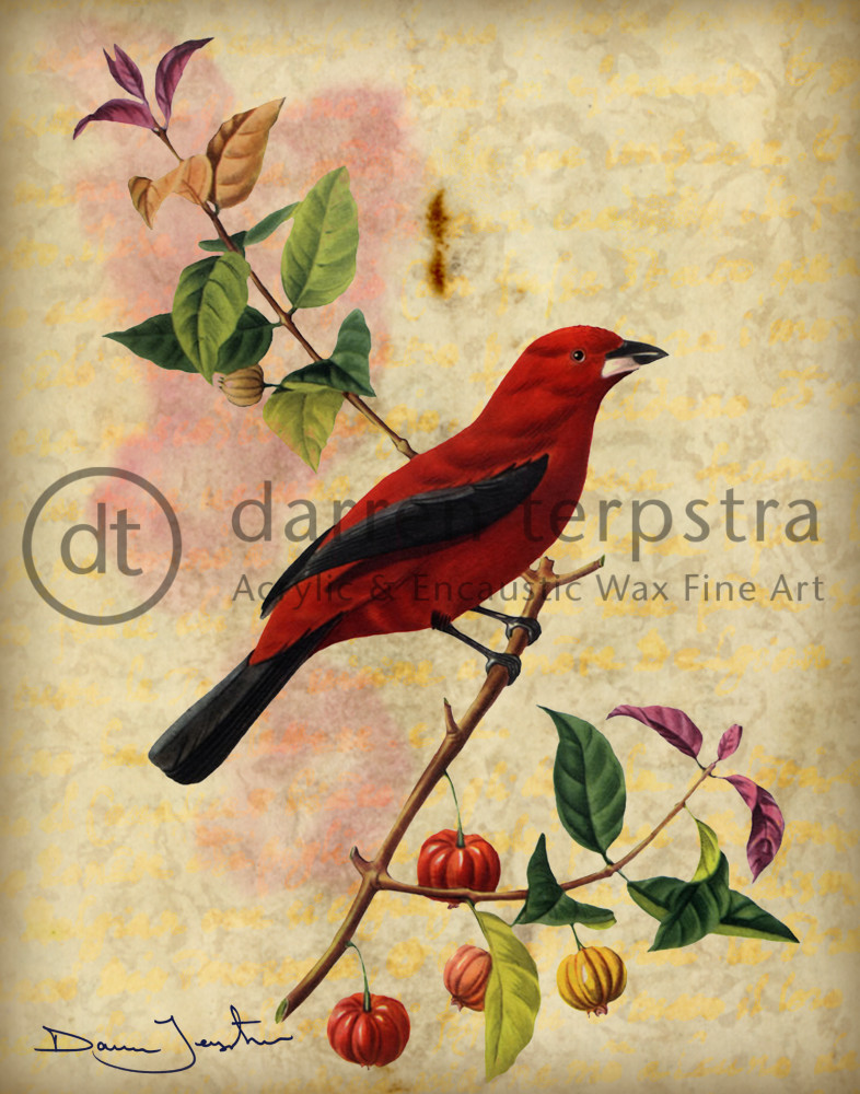 Cardinal Berry Art | Darren Terpstra Artist
