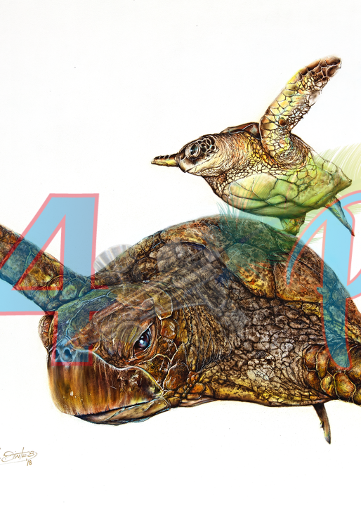 Sea Turtle Iv Art | 34 Pro, LLC