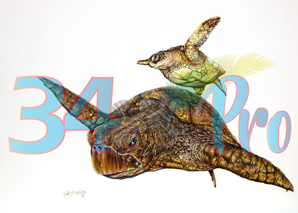 Sea Turtle Iv Art | 34 Pro, LLC