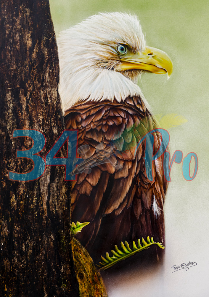 Bald Eagle Art | 34 Pro, LLC