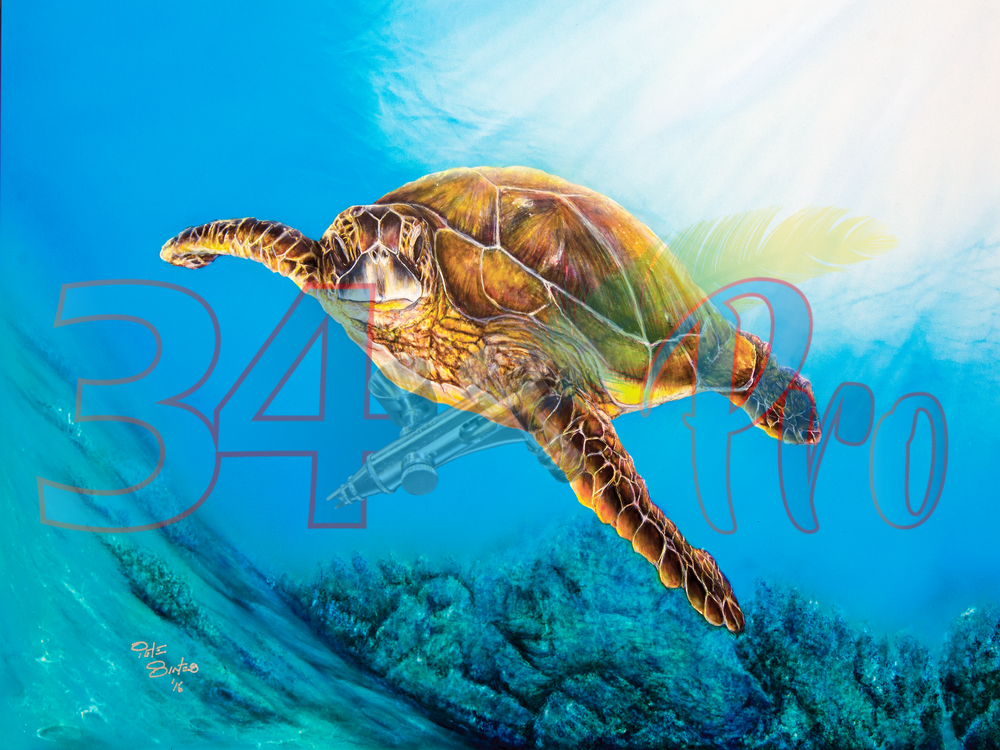 Sea Turtle I Art | 34 Pro, LLC