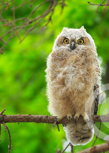Great Horned Owl Art Prints