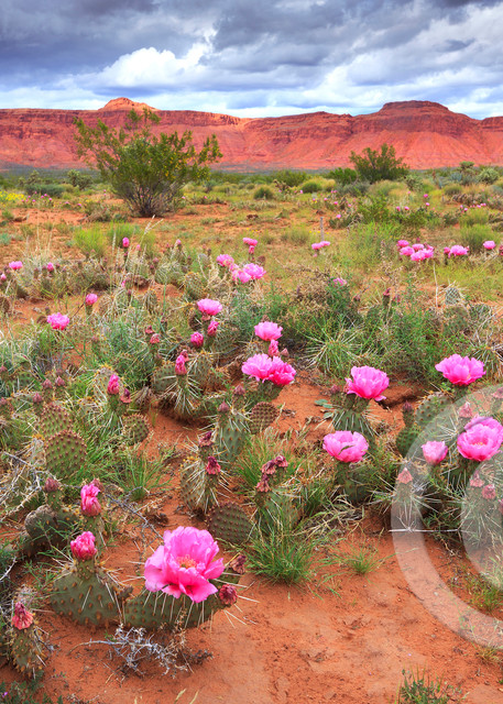 Dixie Desert Spring Cactus Art Prints
