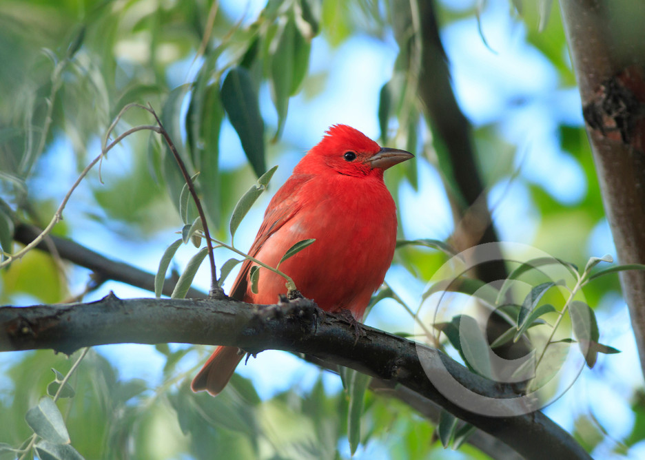 Red Summer Tanager Art Prints