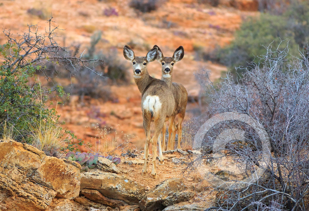 Moccasin Mule Deer Art Photo