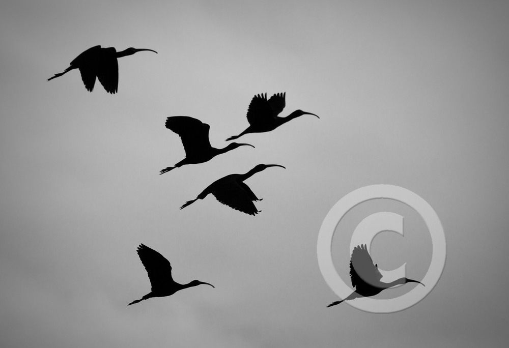 Ibis Birds Art Prints Ibis Birds Art Prints