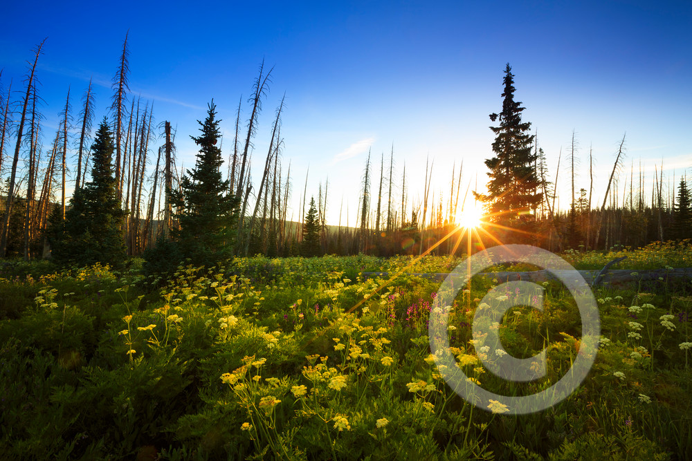 Cedar Breaks Wildflowers Sunrise Art Prints Cedar Breaks Wildflowers Sunrise Art Prints