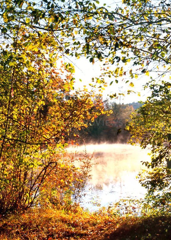 foliage colorful leaves pond fall frost