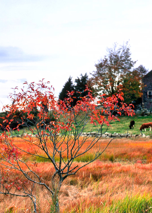 red leaves barn marsh cows fall essex