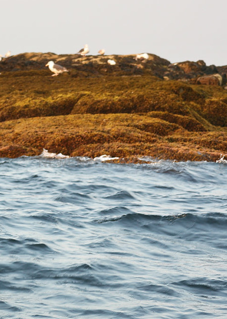 seal rocks salvages gulls rockport