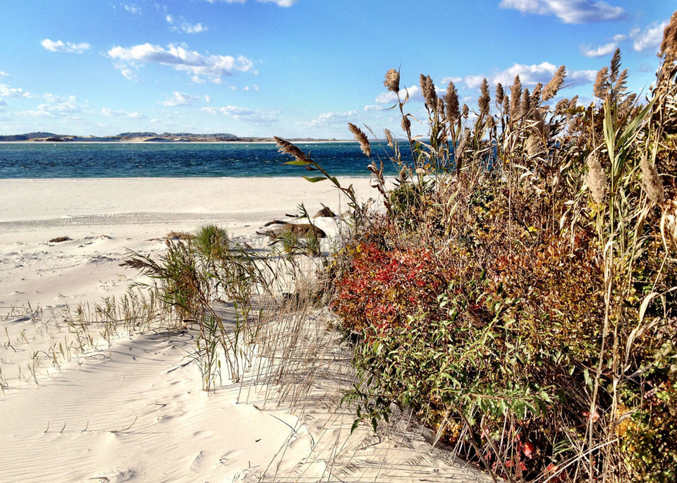 coffin's wingaersheek beach foliage seascape gloucester
