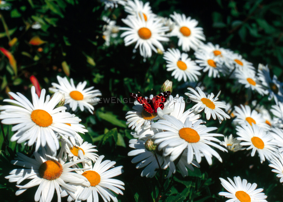 Butterfly with Daisys, New England