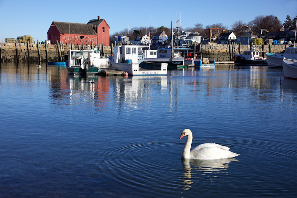 Swan Motif #1 Rockport Harbor