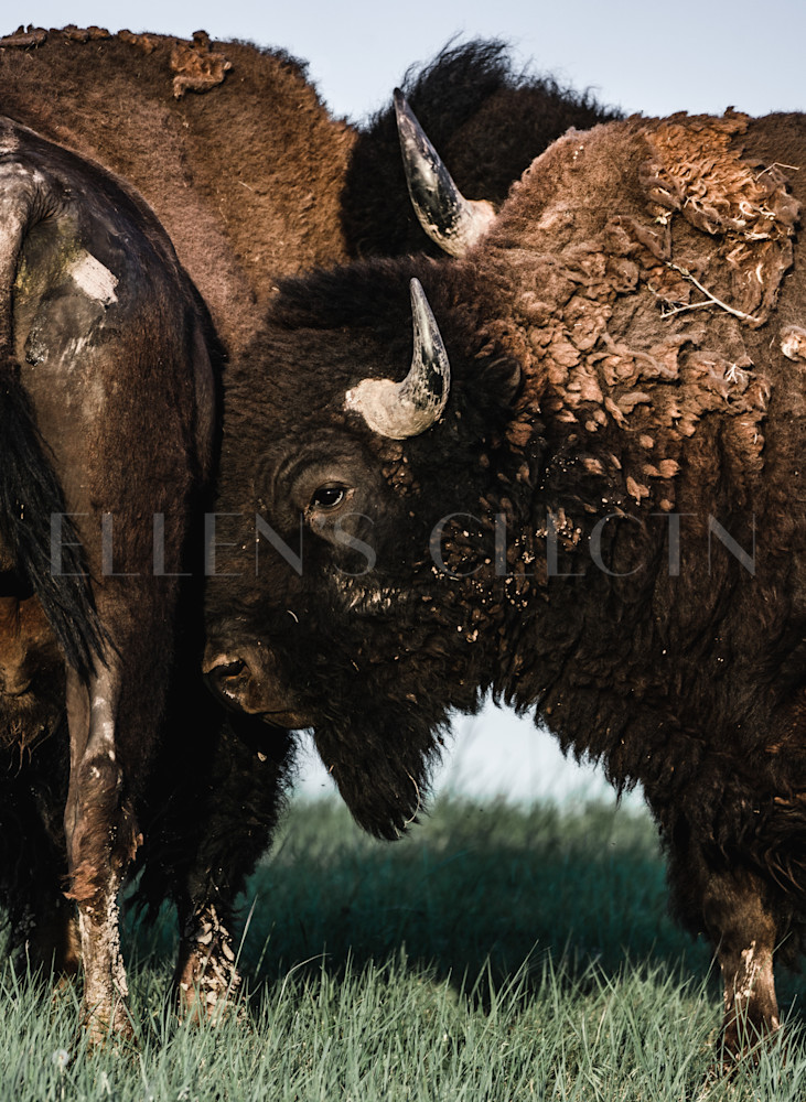 Bad Bison Close Up Photography Art | Ellen's Collection