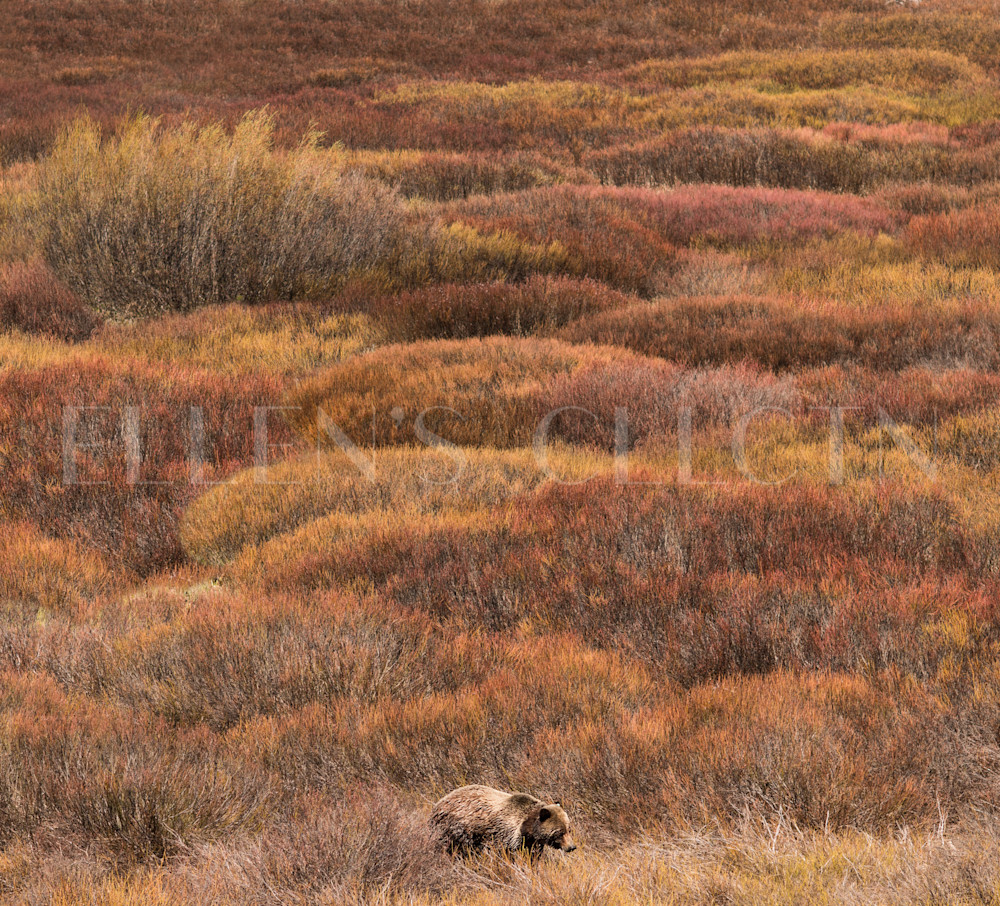 Teton Grizzly Ii Photography Art | Ellen's Collection