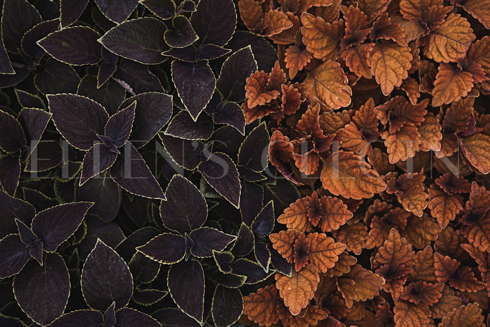 A Bed Of Summer Leaves Photography Art | Ellen's Collection