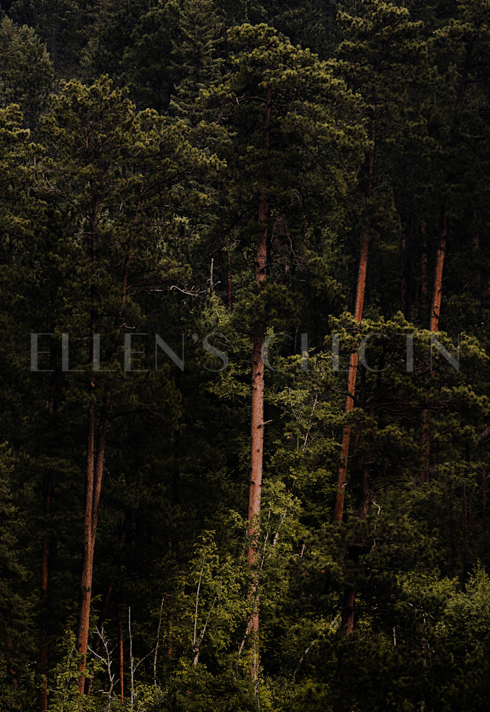 Ponderosa Pine Mood Photography Art | Ellen's Collection