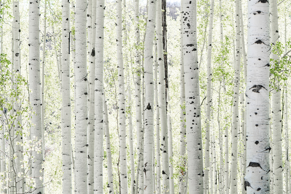 Telluride Aspens Photography Art | Ellen's Collection