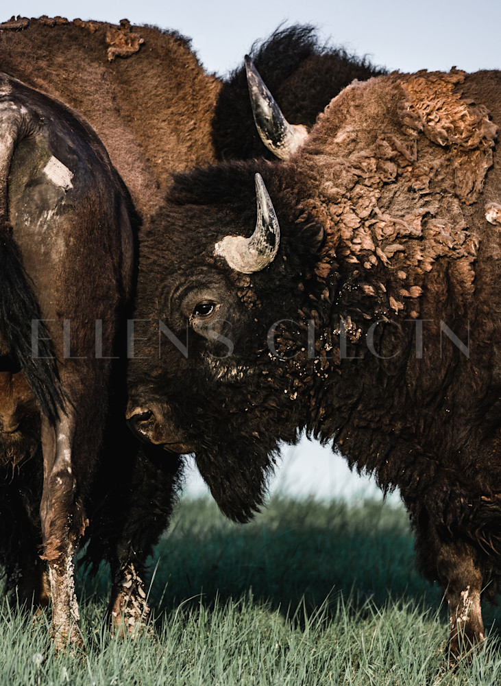 Bad Bison Photography Art | Ellen's Collection