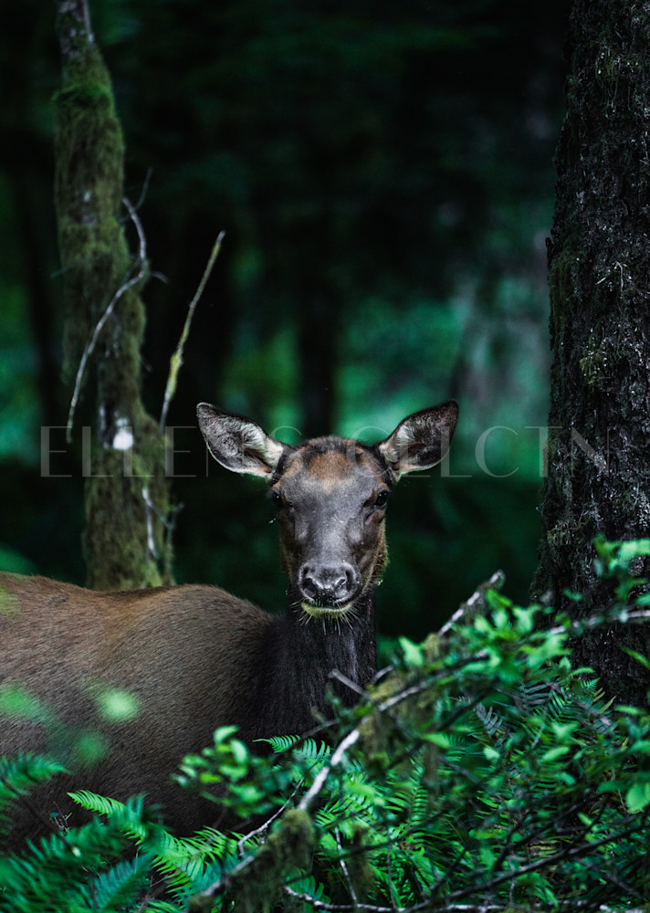 Hoh Forest Elk Photography Art | Ellen's Collection