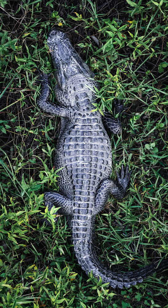 Everglade Gator Photography Art | Ellen's Collection